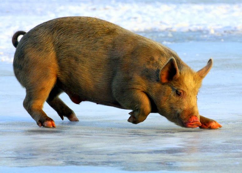 Natural Moments: Ice Skating Pig | Animals, Baby animals, Funny animals